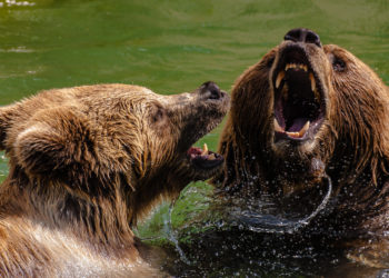 NFT June Sales, Leading Exchanges See Negative, bears, market, price, coins