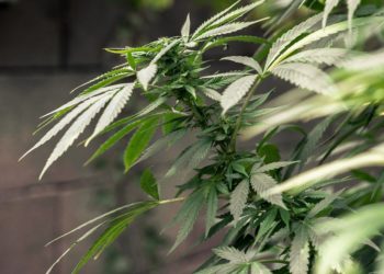 five cannabis infused cryptocurrencies