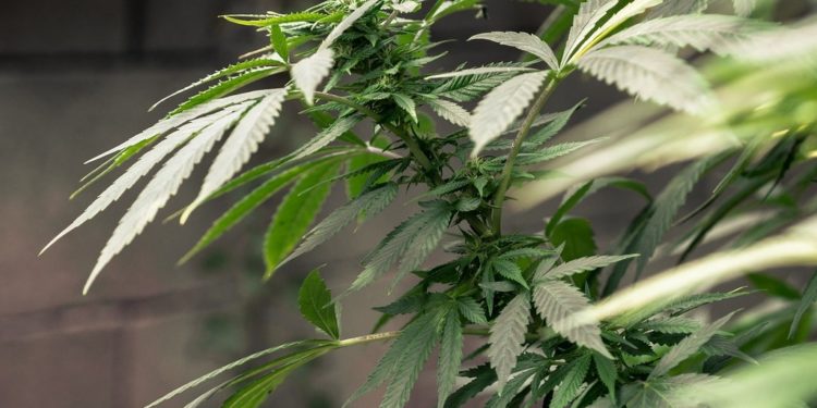 five cannabis infused cryptocurrencies