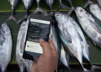 US Bumble Bee Foods Launches A Blockchain Platform To Trace Tuna In Oceans