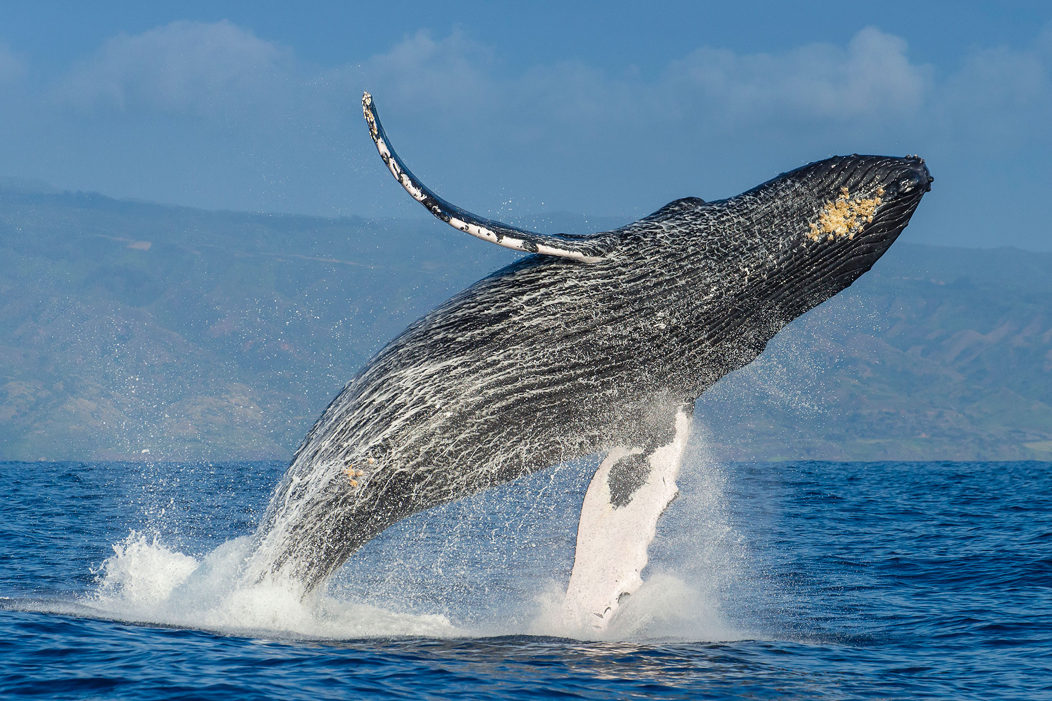 whale alert says, bitcoin, satoshi