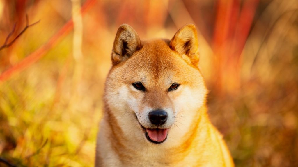 Memecoins Aim At Revamp, shiba inu,doge, dogecoin