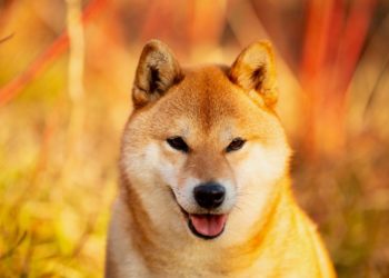 DOGE Shed 7%, DOGE Saw Price Surges, dogecoin, elon musk, twitterCrypto.com Removed DOGE, shib, DOGE’s Price Could Soar , dogecoin, market,