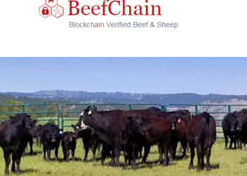 beefchain, cardano, solution, supply