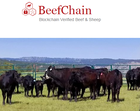 beefchain, cardano, solution, supply