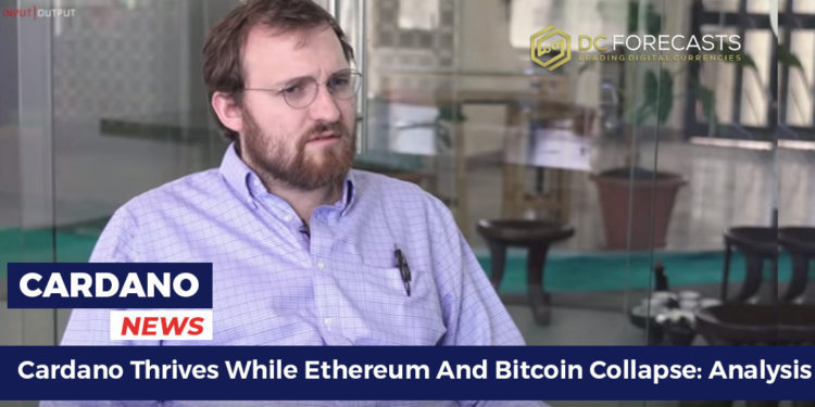 Cardano thrives