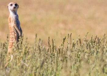 Meerkat Finance Exploit Was A Test, Funds Will Be Returned