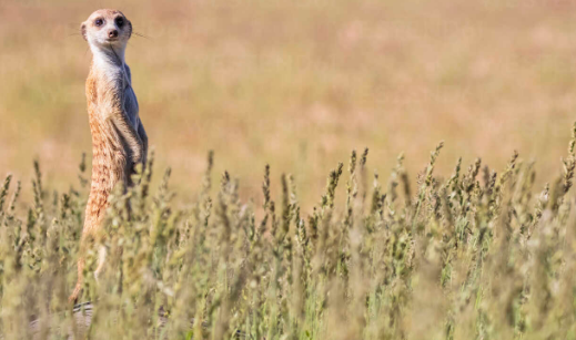 Meerkat Finance Exploit Was A Test, Funds Will Be Returned