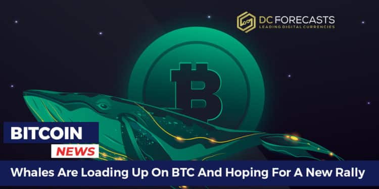 whales are loading up