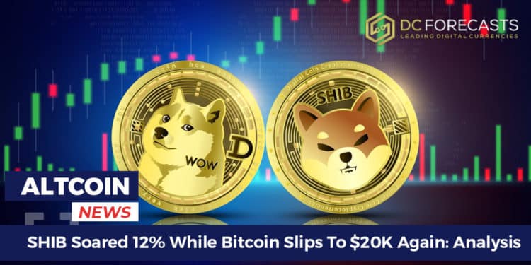 SHIB Soared 12%