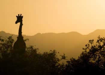 Crypto sector in Africa, fundraising boom